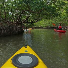 Rookery Bay National Estuarine Research Reserve